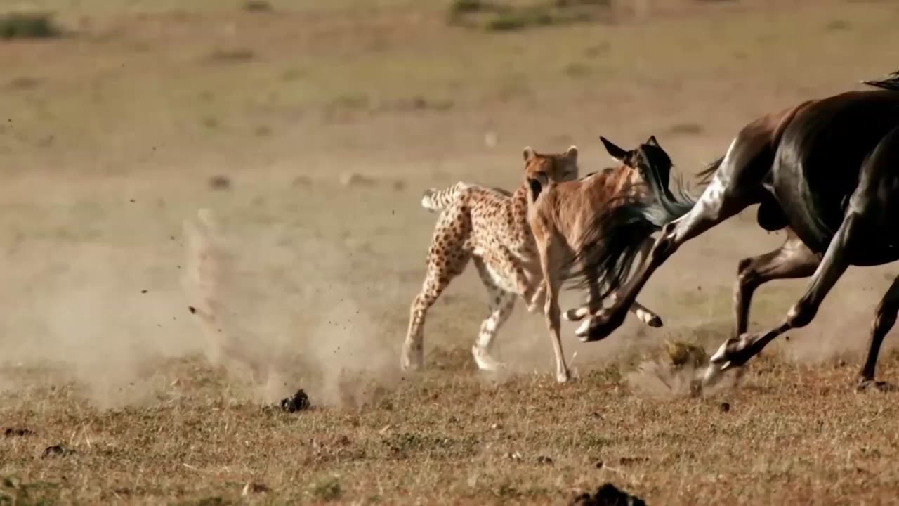 Cheetah Hunting Time