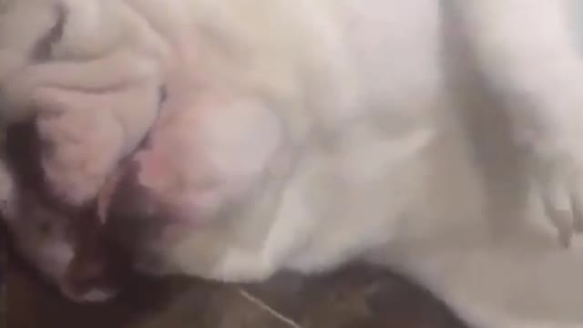 Adorable puppy simply loves and making fun