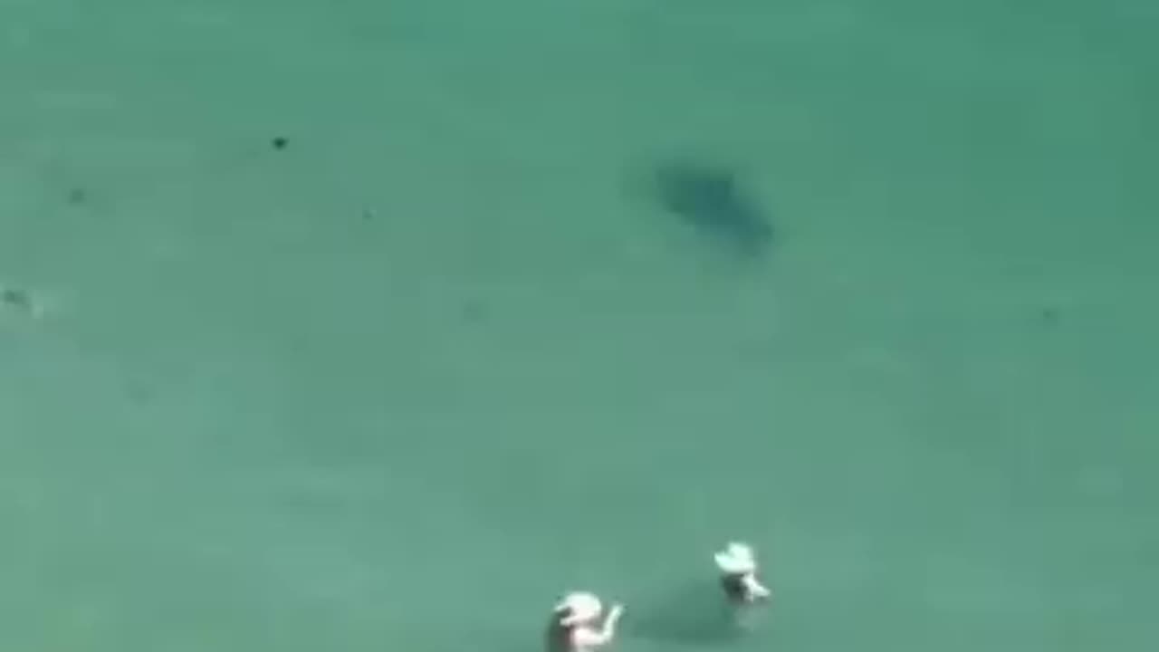 Hammerhead Sharks Moving Around Swimmers at Miami Beach, Florida