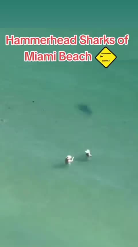 Hammerhead Sharks Moving Around Swimmers at Miami Beach, Florida