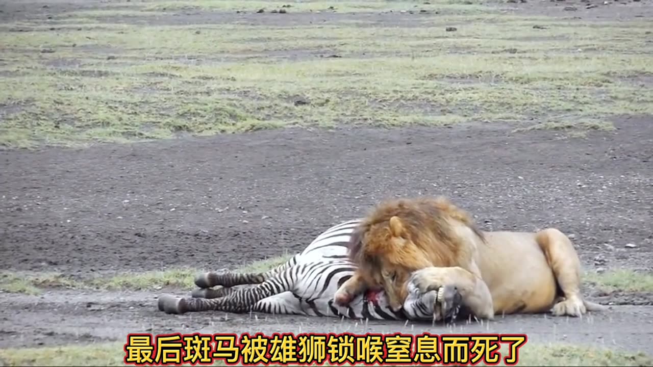 Male Lions Effortlessly Hunt Zebras