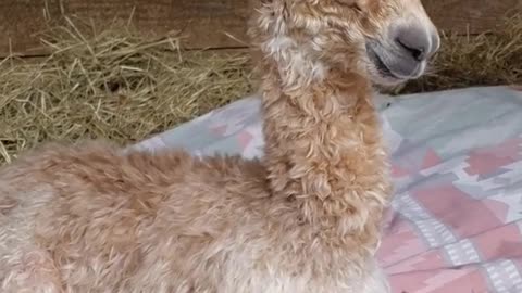 Baby Alpaca born today! On Day 366 for momma. Baby alpacas are called cria