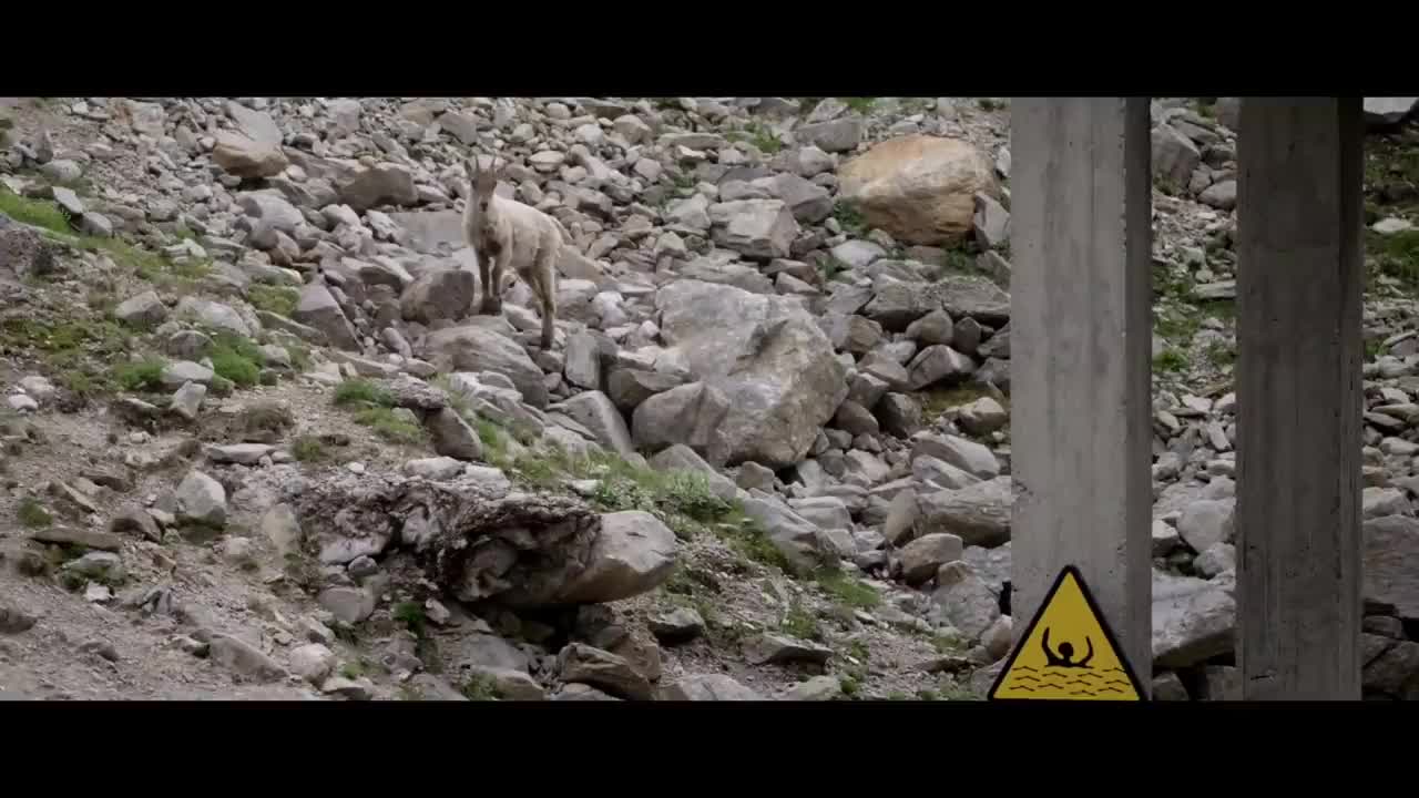 MOUNTAIN GOATS - These Creatures Don’t Care About The Laws Of Physics Despite Their Hooves4