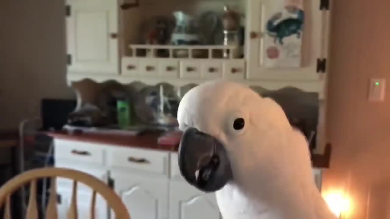 Funny Parrots Going Crazy - Cutest Parrots Compilation-10