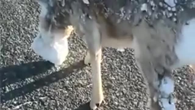 Deer with eyes frozen over in Canada.