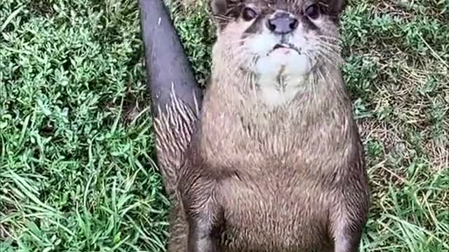 Have you met our AsianSmall-Clawed Otters?