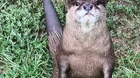 Have you met our AsianSmall-Clawed Otters?