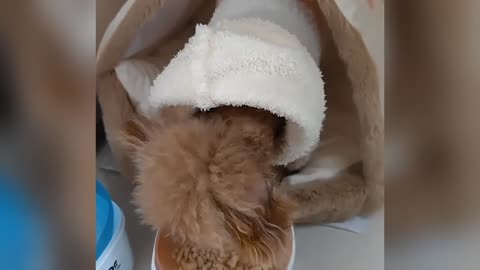 She fell ill and was abandoned by her owner_ standing despairingly in the middle of the road_