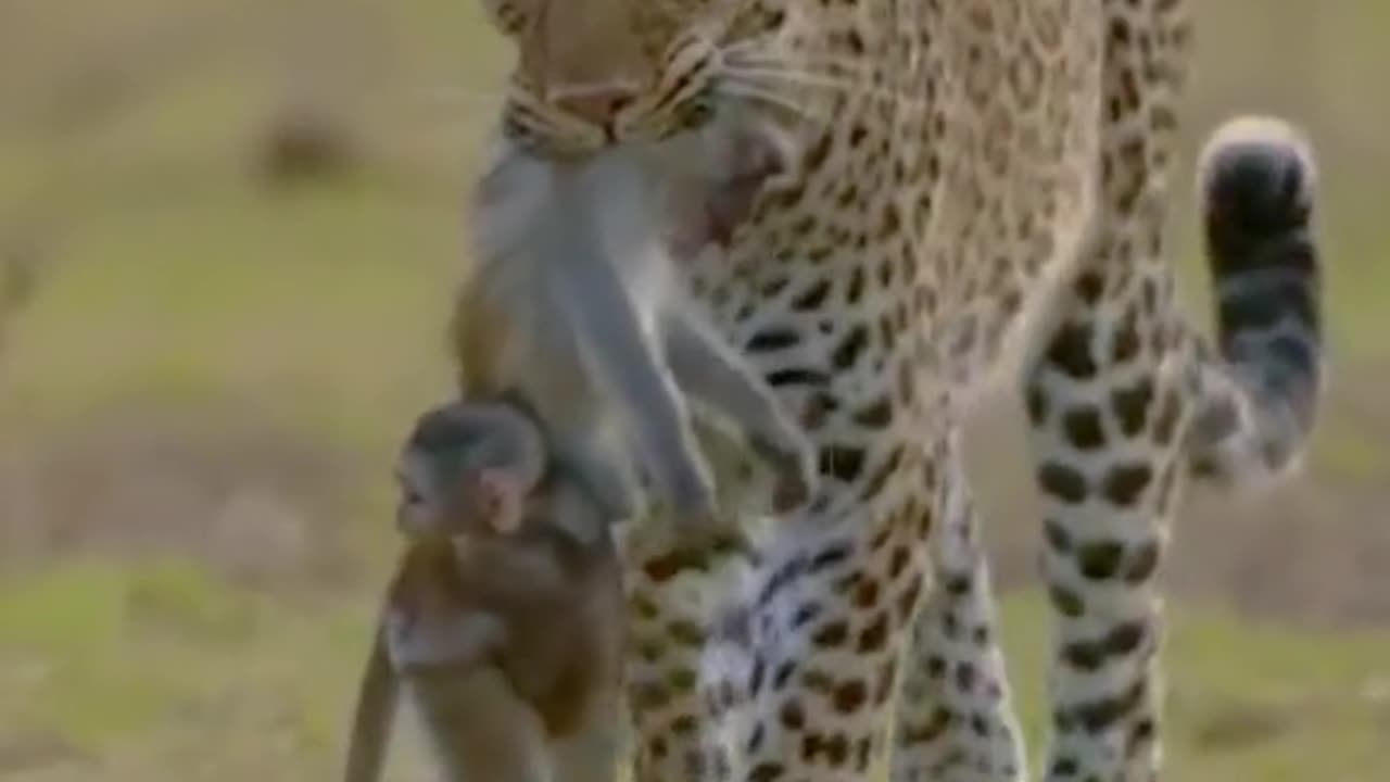 Tigger vs monkey