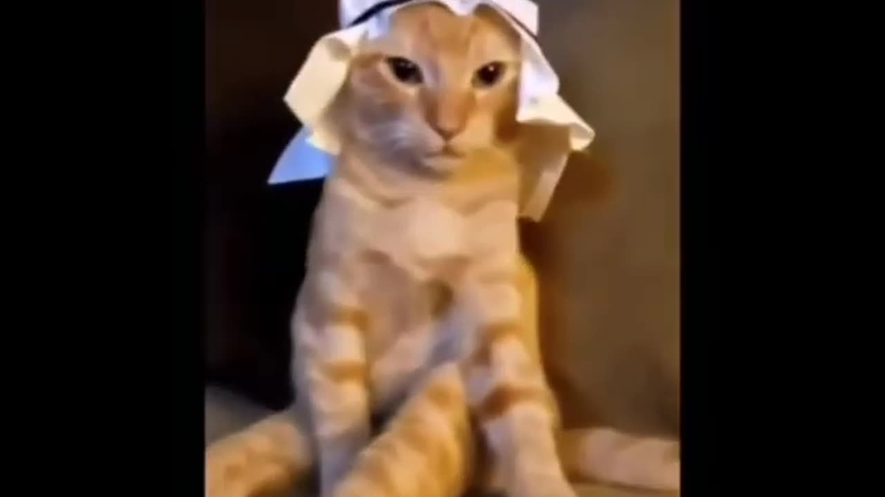 Arabic catApril 23, 2023