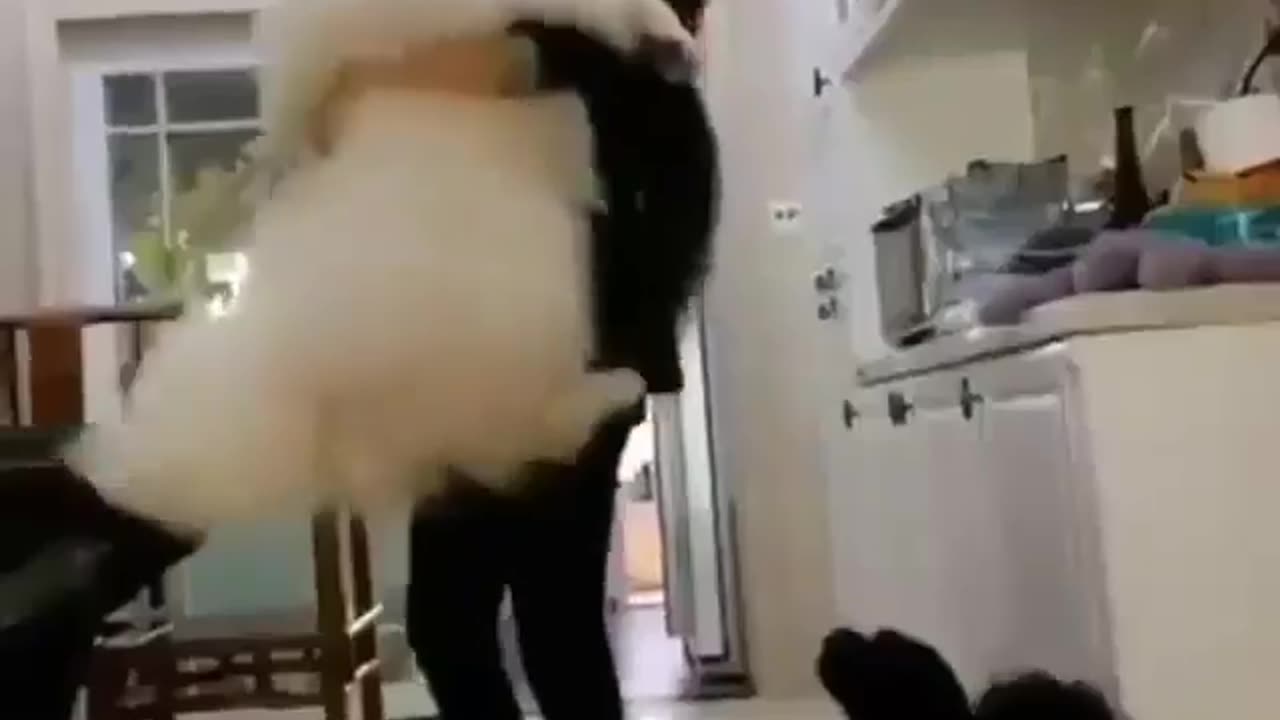 Funny Animals video