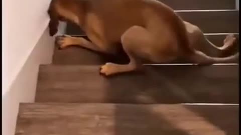 funny dog