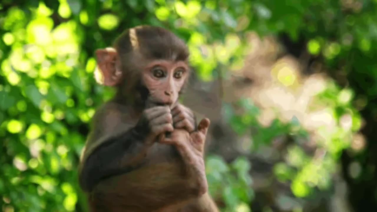 Fanny animals 2023