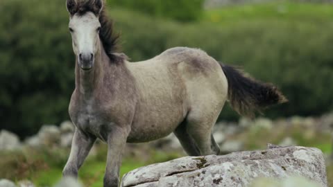 HORSE PLAYING ON FEILD