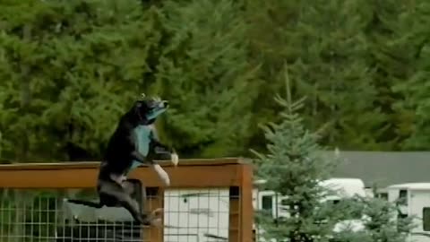 Spitfire is the Michael Jordan of #dogs #puppy #dogcompetition