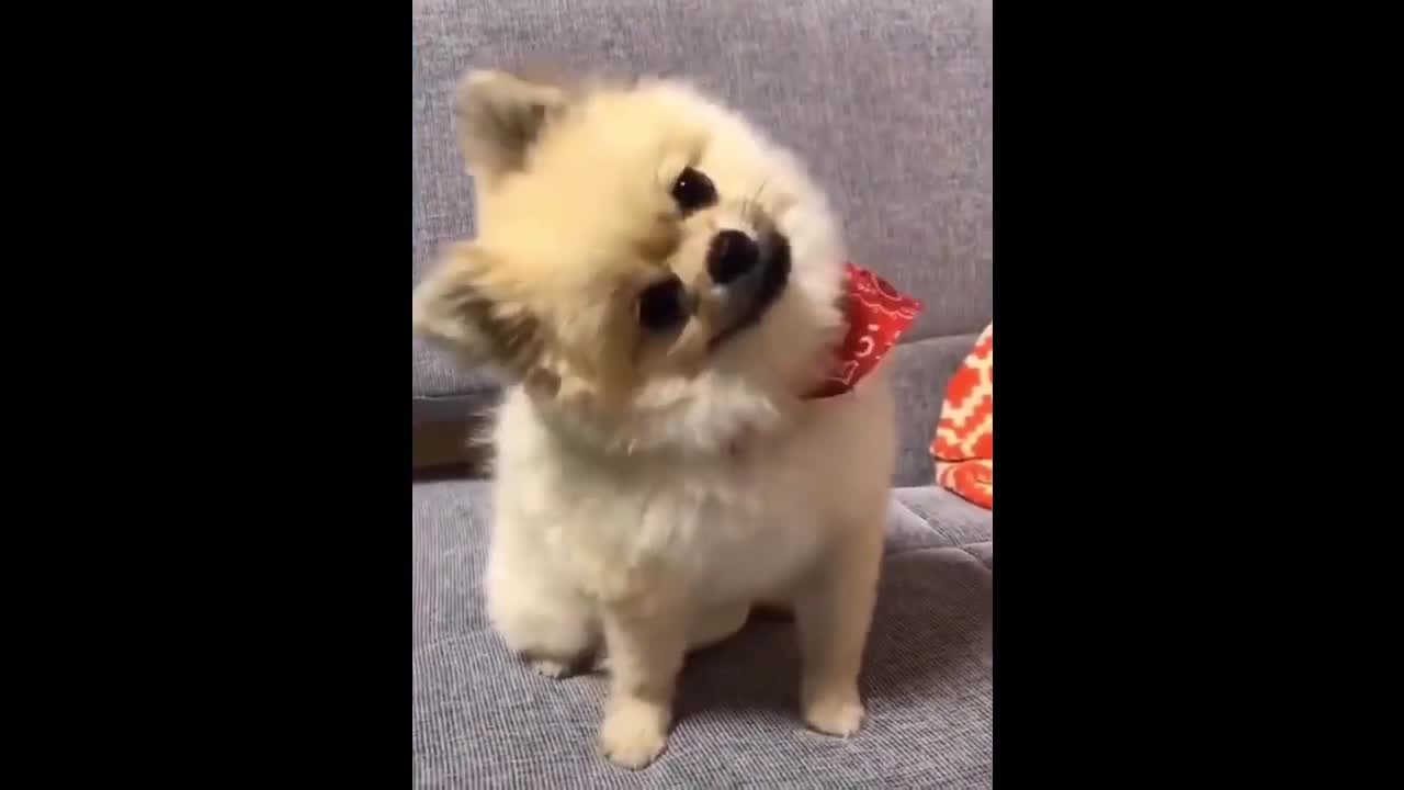 Top Funny Dog