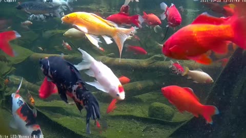 koi and goldfish pond 210330