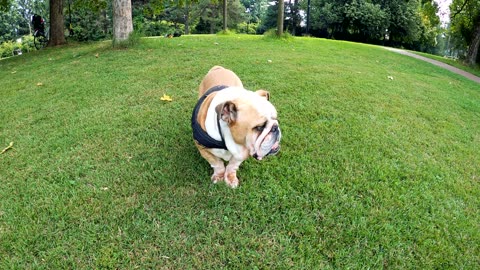 Bored Dog, Pitbul on a walk