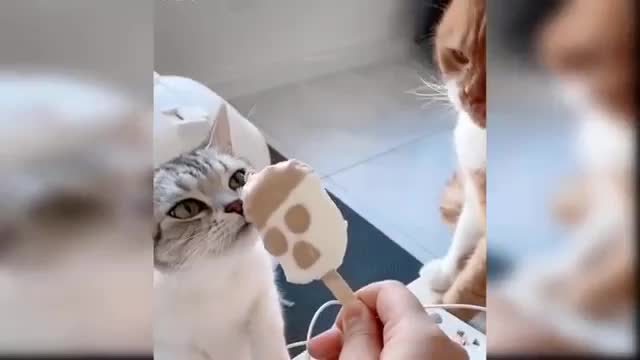 Cute and funny baby cat compilation #4