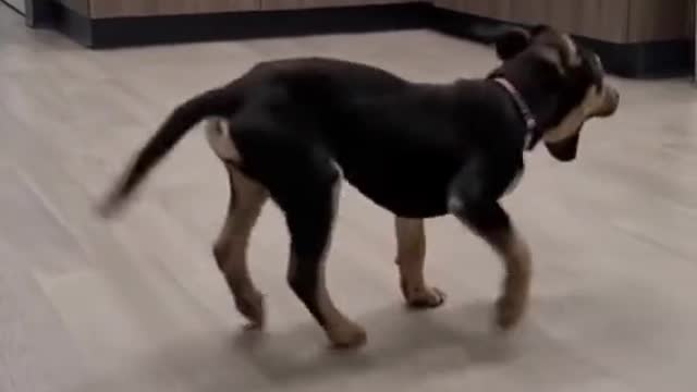 😄😄😄😄😄😄Something wrong with that dog