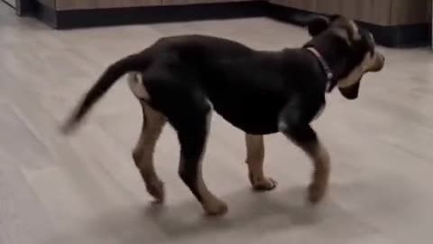 😄😄😄😄😄😄Something wrong with that dog