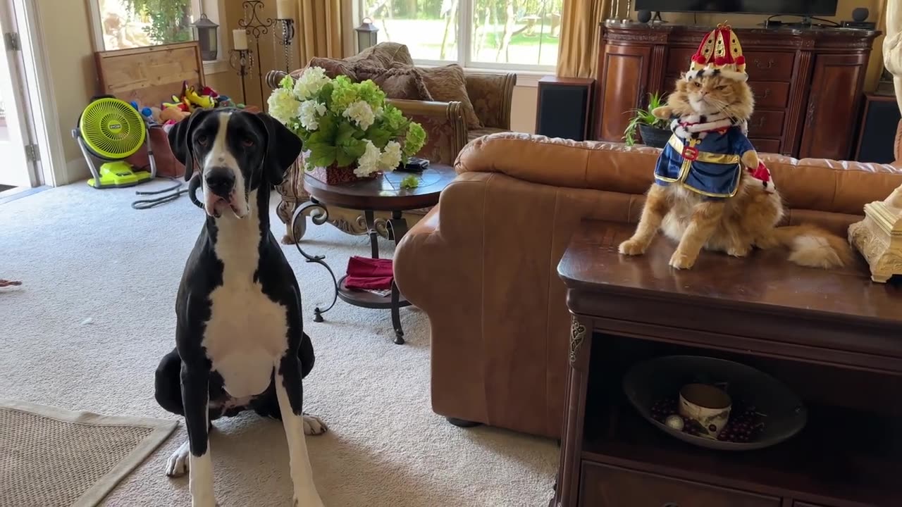 Funny Great Dane & Cat Prepare For The King's Coronation