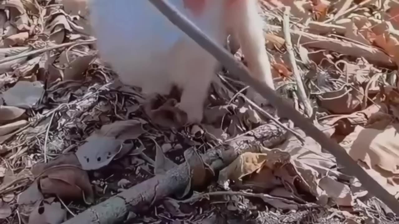 A baby fox that lost its mother was adopted by a family