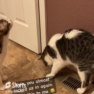 Han to the rescue! Kylo has a habit of closing doors with no escape plan. 😹 #catshorts #greatescape