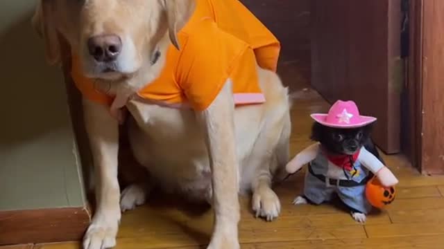 Funny Dog Dress-up 😻😂