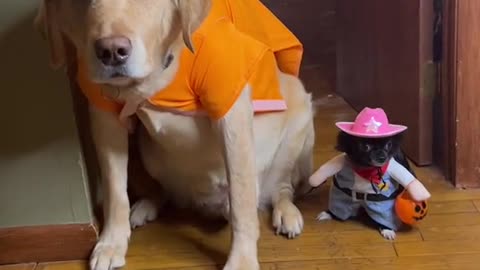 Funny Dog Dress-up 😻😂