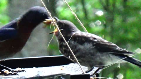 Bluebirds Feeding