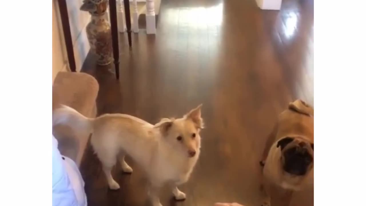 How to tell a deaf dog we are going to walk