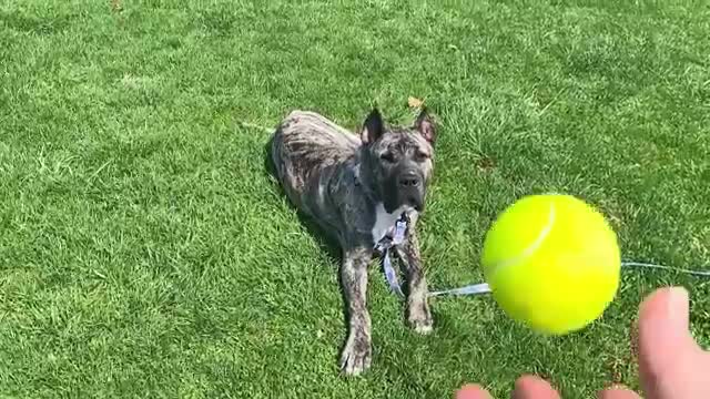 Hero Dog Awards | Shelter Hero Dog and American Hero Dog Ethan