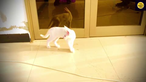 Cute Baby Kitten Cat 2023 | Cat Sound | Funny Cat | C A T