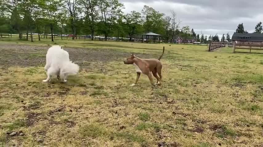 German Shepherd Attacks Pitbull [OFF LEASH DOG PARK