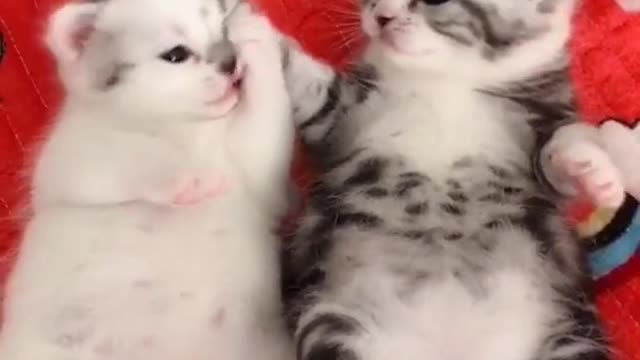 OMG So Cute Cats ♥ Best Funny Cat ❤️🐈Videos 2021 #shorts