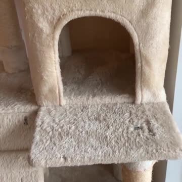 How Does Maine Coon Cat Tiger Tells When He's Bored? #shorts