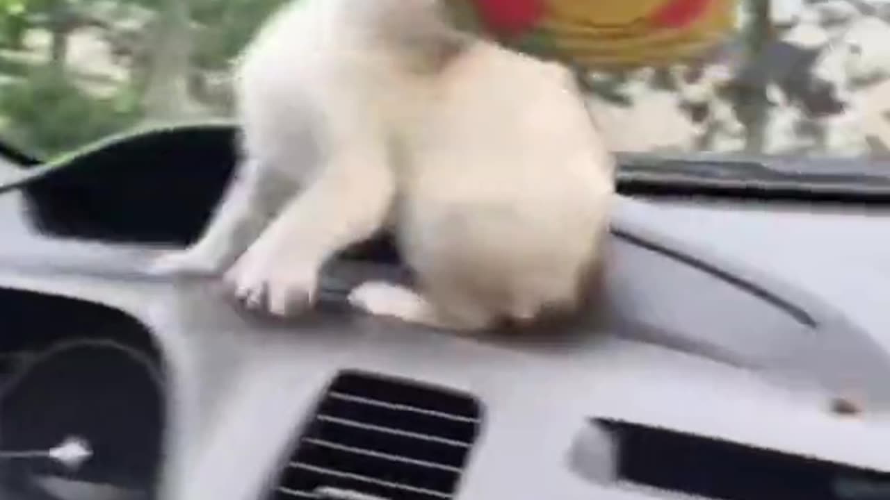 Funny Cat Video