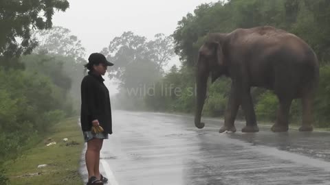 Fearless woman wildelephant attack