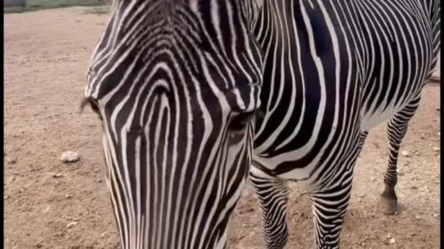 The markings on this zebra dazzled my eyes