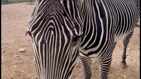 The markings on this zebra dazzled my eyes