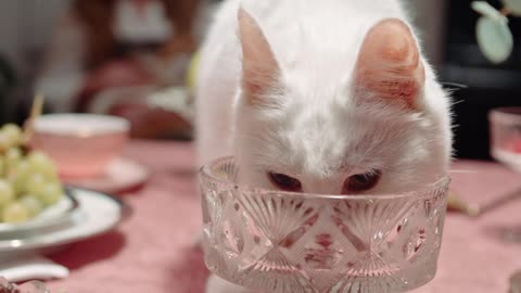 cat drinking