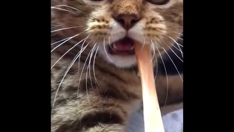 Funniest Cats 😹 - Don't try to hold back Laughter 😂