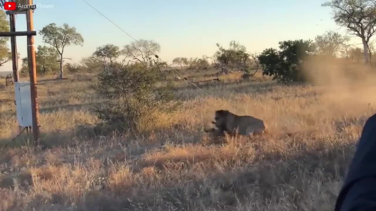 Lion VS Tiger Real Fight - Tough Creatures