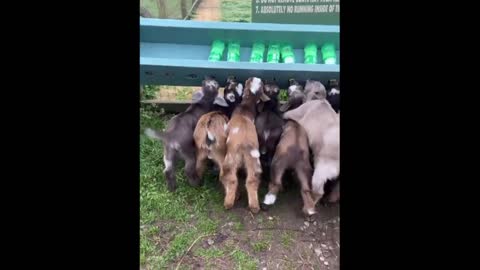 Cute baby animals Videos Compilation cute moment of the animals - Cutest Animals #22-10