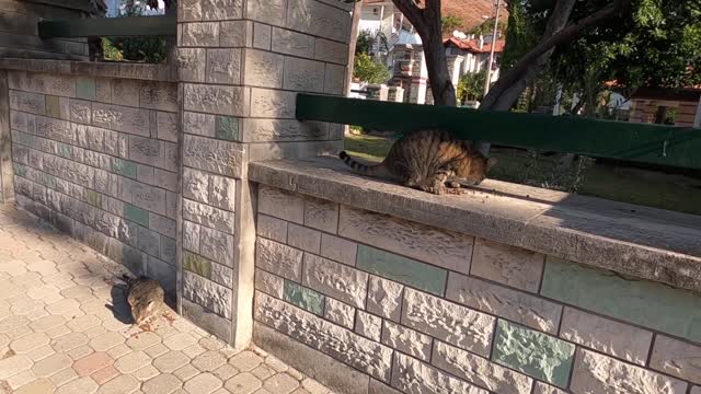 Tabby cat with a booming and guttural voice meowing so cute