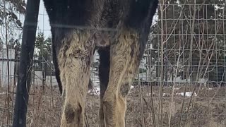 Moose Covered in Ticks