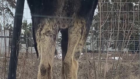 Moose Covered in Ticks