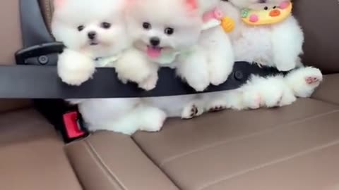 Cute dogs