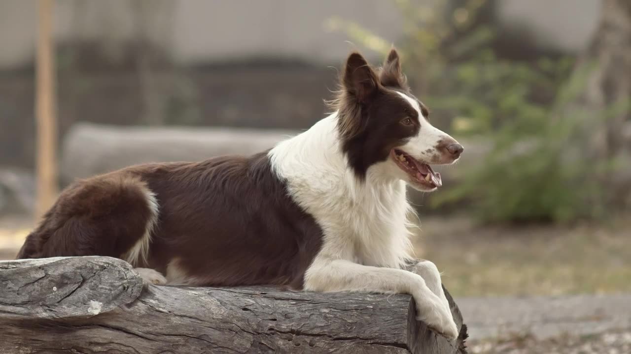 A brown and white dog